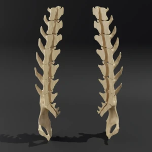 Dismountable model. Anatomical model of the lumbar spine of a cat with pelvis - Image 1