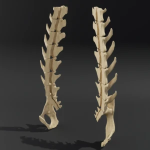 Dismountable model. Anatomical model of the lumbar spine of a cat with pelvis - Image 2