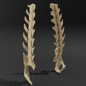 Dismountable model. Anatomical model of the lumbar spine of a cat with pelvis - Image 3