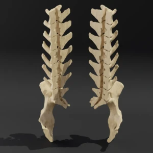 Dismountable model. Anatomical model of the lumbar spine of a dog with pelvis - Image 1