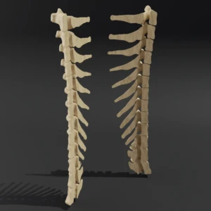 Dismountable model. Anatomical model of the thoracic spine of a cat - Image 2