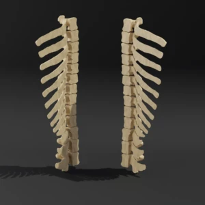 Dismountable model. Anatomical model of the thoracic spine of a dog - Image 1