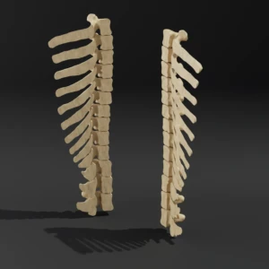 Dismountable model. Anatomical model of the thoracic spine of a dog - Image 2
