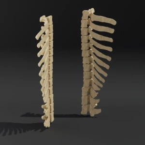 Dismountable model. Anatomical model of the thoracic spine of a dog - Image 3