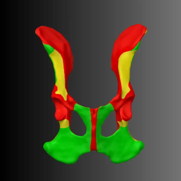 Dog Pelvis Anatomical Model (Bone Map) 1