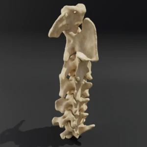 Solid model. Anatomical model of the cervical spine of a dog - Image 2