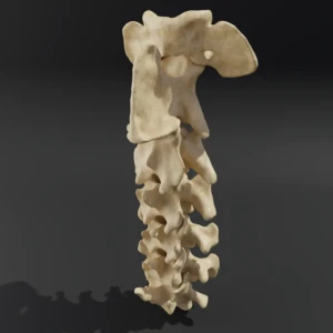 Solid model. Anatomical model of the cervical spine of a dog - Image 3
