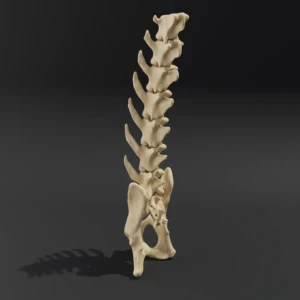 Solid model. Anatomical model of the lumbar spine of a cat with pelvis - Image 3
