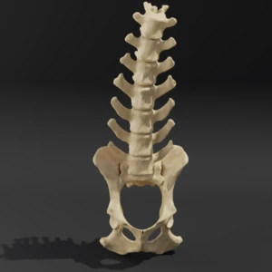 Solid model. Anatomical model of the lumbar spine of a dog with pelvis - Image 1