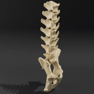 Solid model. Anatomical model of the lumbar spine of a dog with pelvis - Image 2