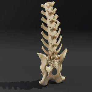 Solid model. Anatomical model of the lumbar spine of a dog with pelvis - Image 4