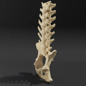 Solid model. Anatomical model of the lumbar spine of a dog with pelvis - Image 3
