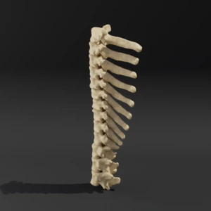 Solid model. Anatomical model of the thoracic spine of a dog - Image 2