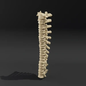 Solid model. Anatomical model of the thoracic spine of a dog - Image 6