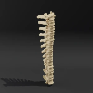 Solid model. Anatomical model of the thoracic spine of a dog - Image 5