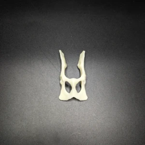 Anatomical model of the pelvis - Image 2