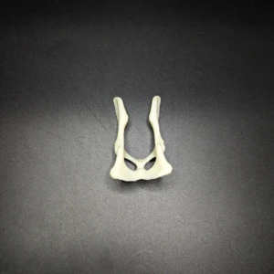 Anatomical model of the pelvis - Image 3